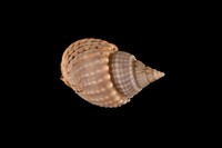 藏品(織紋螺)的圖片